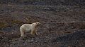* Nomination Polar bear on Svalbard --AWeith 21:59, 27 September 2016 (UTC) * Promotion Good quality. --Peulle 22:22, 27 September 2016 (UTC)