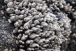 Thumbnail for File:Pollicipes polymerus (gooseneck barnacles) (Yaquina Head, Oregon, USA) 7.jpg