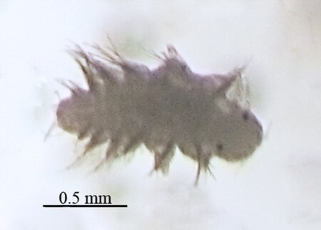 Fail:Polychaeta gen. sp., nectochaete.jpg