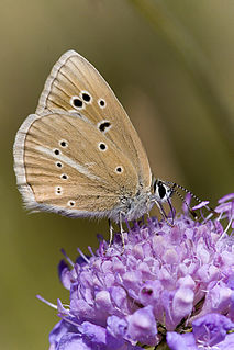 <i>Polyommatus fulgens</i> Species of butterfly