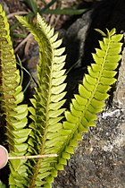 Polystichum lonchitis