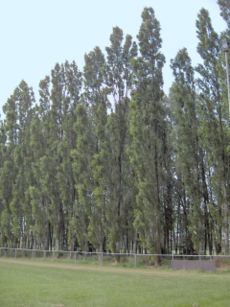 Populus nigra.Italica.01.jpg