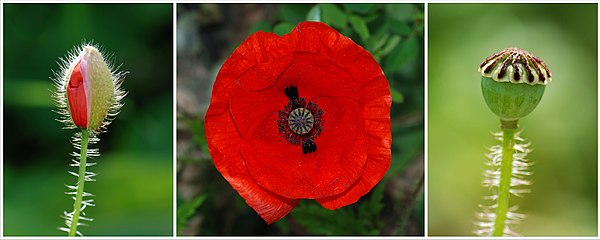 The three stages of a Common Poppy