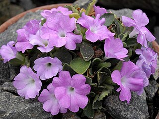 <i>Primula allionii</i> species of plant