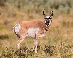 Pronghorn Yellowstone (crop).jpg