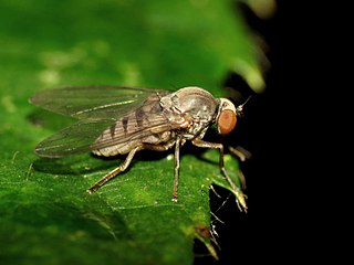 <i>Protoclythia</i> Genus of flies