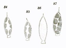 Pseudochlorothecium spiniferum as Characiopsis spinifer in Printz 1914.jpg