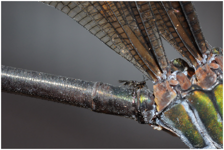 Female Hydrophylita emporos wasp hitchhiking on a female Psolodesmus mandarinus mandarinus damselfly