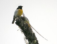 Pteridophora alberti - Папуа - Новая Гвинея-8.jpg