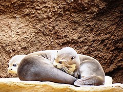 Riesenotter (Pteronura brasiliensis)