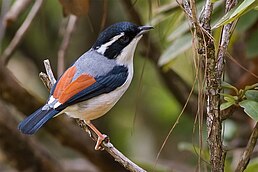 Янчик гімалайський (Pteruthius ripleyi)