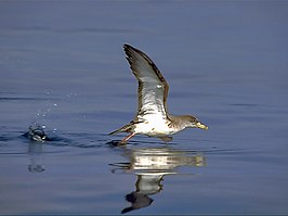 Scopoli's pijlstormvogel