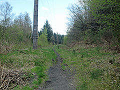 Zwart pad aan de rand van het bos.