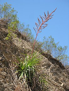 Puya micrantha (JP-NS) 5881.jpg