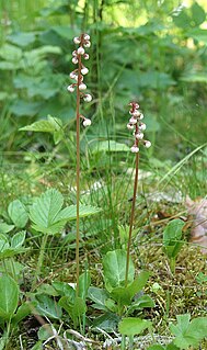 Wintergrün (Pyrola) ist eine 