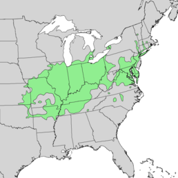 Quercus palustris range map 1.png