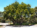 Quercus suber, Parque da Serafina