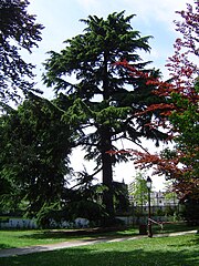 Himalayan Cedar in Raymond Sibille park