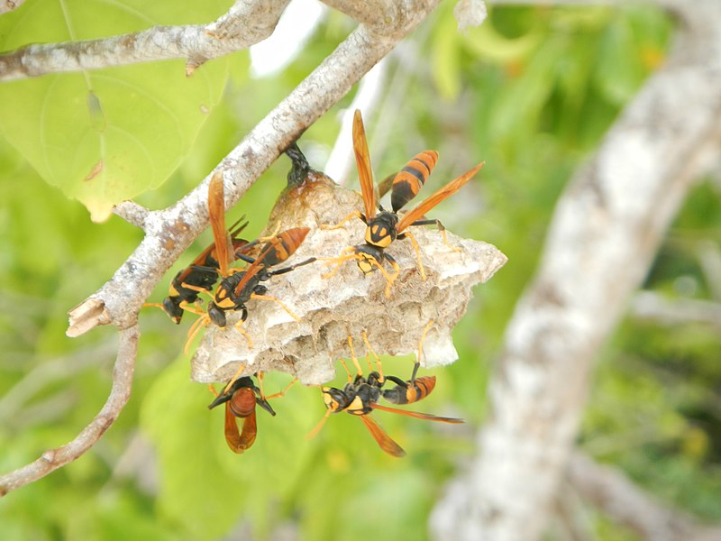 File:RajaAmpat dd4-5 004.jpg