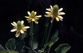 <i>Ranunculus cymbalaria</i> Species of buttercup