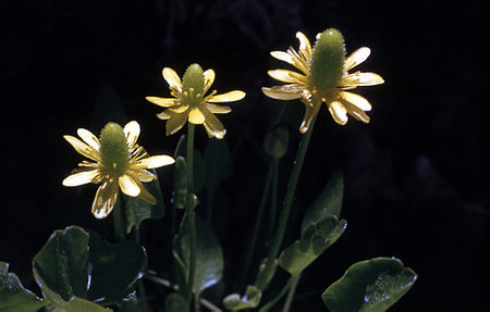 Ranunculus cymbalaria