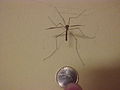 Really big mosquito from above.jpg