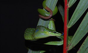 Red-tailed Green Rat Snake (Gonyosoma oxycephalum) (8677453699).jpg