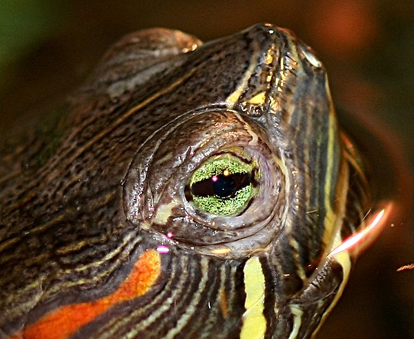 The red-eared slider has an exceptional seven types of color-detecting cells in its eyes.