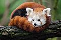 Red Panda (16257679495).jpg