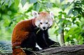 Red Panda (19907009938).jpg