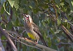 Thumbnail for File:Red wattlebird - Australia 5.jpg