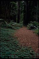 Redwood National Park REDW9355.jpg