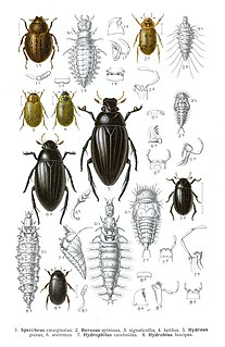 Hydrophiloidea Superfamily of beetles