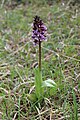 Orchis purpurea France - La Repentance