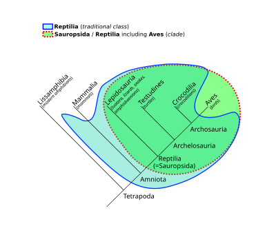 Sauropsida and the 19th-/20th-century conception of the class Reptilia. Both are superimposed on a cladogram of Tetrapods, showing the difference in coverage. Reptilia vs. Sauropsida-en.svg