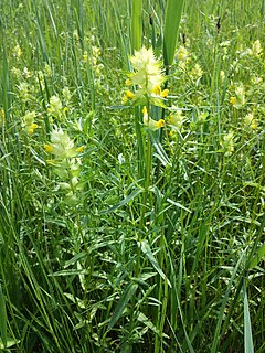 <i>Rhinanthus serotinus</i> Species of flowering plant