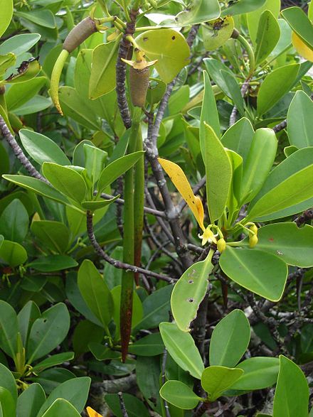 Flowers, fruit and propagule of a Rhizophora "mangle" or mangrove. The apparent root of the propagule is in fact meristematic tissue developing from the hypocotyl. The new plant develops largely from this tissue, especially if it has successfully penetrated into mud in which the new plant can establish itself.