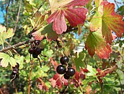 黃金加侖（英語：Ribes aureum） Golden currant