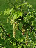 Ribes mandshuricum 2019-04-16 0469.jpg