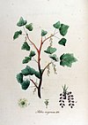 Ribes nigrum — Flora Batava — Volume v12.jpg