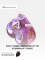 Right semilunar leaflet of pulmonary valve.png