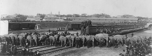 Black and white: Ringling Brothers trains and groups of elephants waiting to load
