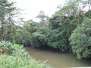 River in Kimboza Forest Reserve, Uluguru Mts.JPG