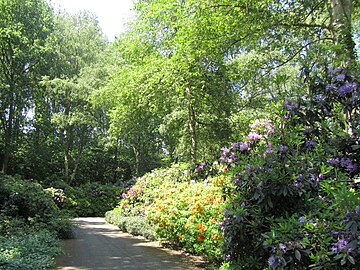 File:Rododendrons_amstelpark_amsterdam.jpg