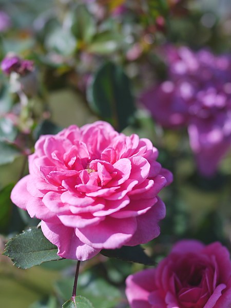 File:Rose,Letchworth Centenary,バラ,レッチワース センテナリー, (8182381397).jpg