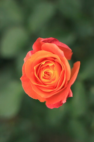 File:Rose, Souvenir 'd Anne Frank - Flickr - nekonomania (15).jpg