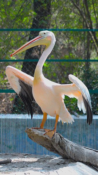 File:Rosy Pelican(l).jpg