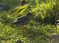 Im Tiergarten Schönbrunn, Wien, Österreich