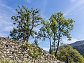 2 solitaire bomen achter de muur van de ruïne.