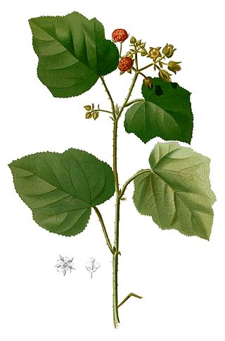 <i>Rubus moluccanus</i> Species of shrub